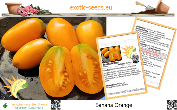 Tomate * Banana Orange * 50-1.000 Samen